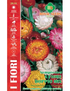 SEMI SEMPREVIVO "HELICHRYSUM" A FIORE DOPPIO MIX