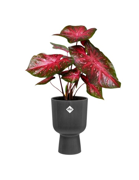 Vibes Fold Coupe 30 cm Elho: Design a Pieghe e Stile Moderno