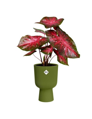 Vibes Fold Coupe 30 cm Elho: Design a Pieghe e Stile Moderno