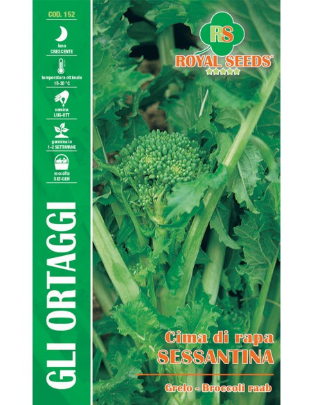 CIMA DI RAPA SESSANTINA(F.LISCIA)MAXI