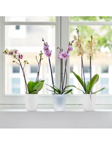 Coprivaso Flow Orchid Elho Eleganza, Benessere per Orchidee