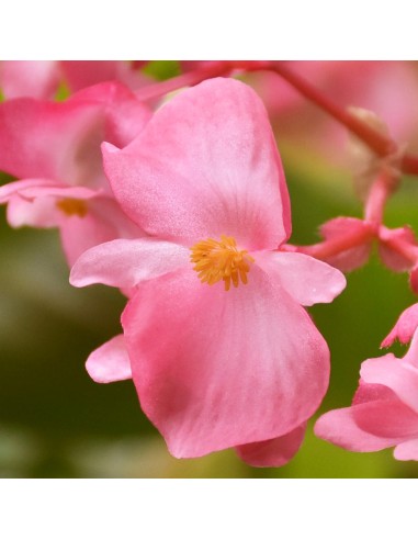 Begonia Dragon Wing Ø 14 cm: Fioritura Infinita e Resistente