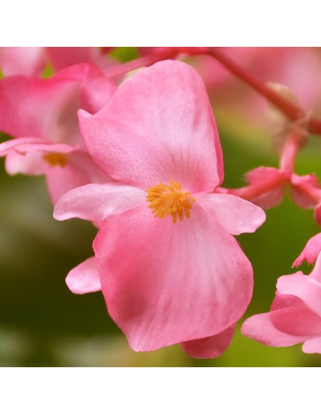 Begonia Dragon Wing Ø 14 cm: Fioritura Infinita e Resistente