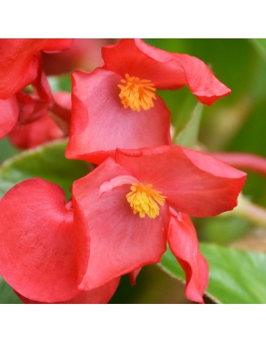 Begonia Dragon Wing Ø 14 cm: Fioritura Infinita e Resistente