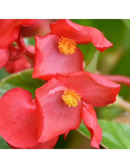 Begonia Dragon Wing Ø 14 cm: Fioritura Infinita e Resistente