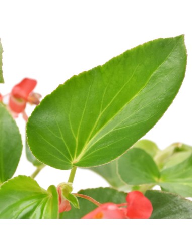 Begonia Dragon Wing Ø 14 cm: Fioritura Infinita e Resistente