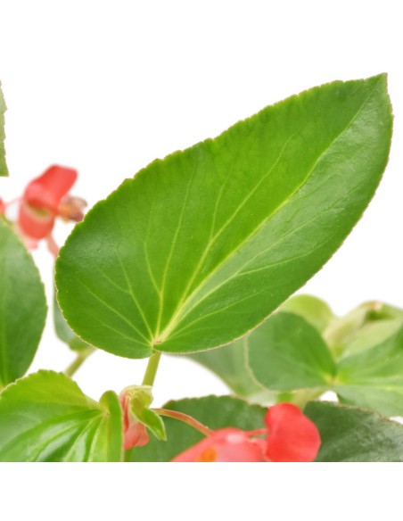 Begonia Dragon Wing Ø 14 cm: Fioritura Infinita e Resistente