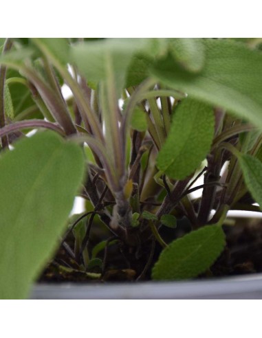 Salvia Officinalis: Pianta Aromatica in Vaso di Varie Taglie