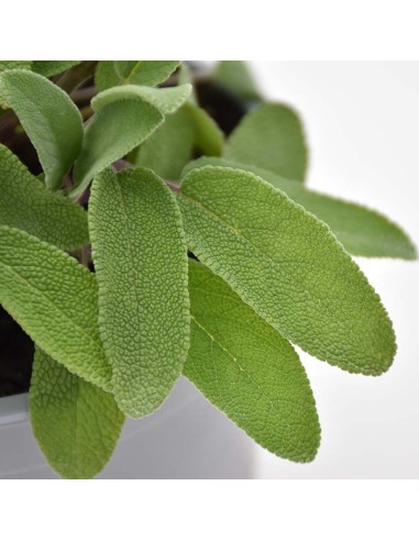 Salvia Officinalis: Pianta Aromatica in Vaso di Varie Taglie