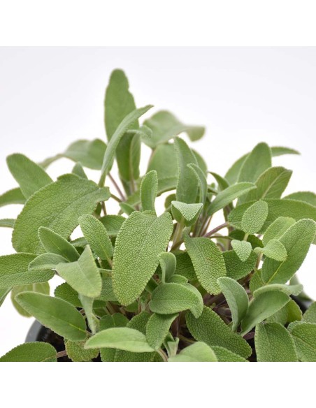 Salvia Officinalis: Pianta Aromatica in Vaso di Varie Taglie
