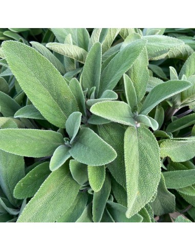 Salvia Officinalis: Pianta Aromatica in Vaso di Varie Taglie