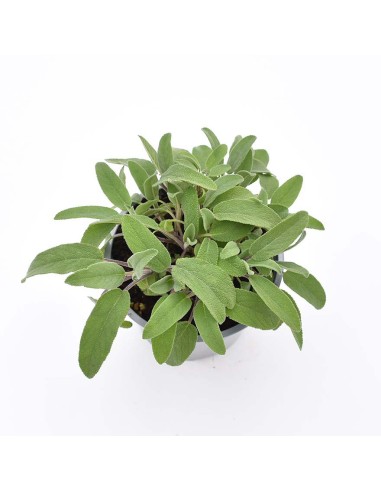 Salvia Officinalis: Pianta Aromatica in Vaso di Varie Taglie