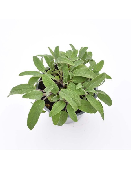 Salvia Officinalis: Pianta Aromatica in Vaso di Varie Taglie