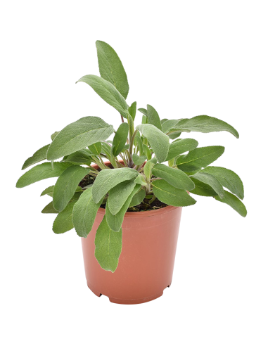 Salvia Officinalis: Pianta Aromatica in Vaso di Varie Taglie