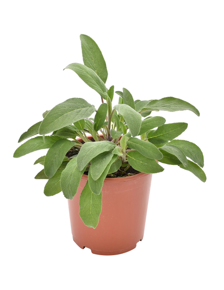 Salvia Officinalis: Pianta Aromatica in Vaso di Varie Taglie