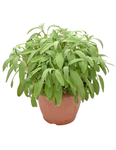 Salvia Officinalis: Pianta Aromatica in Vaso di Varie Taglie