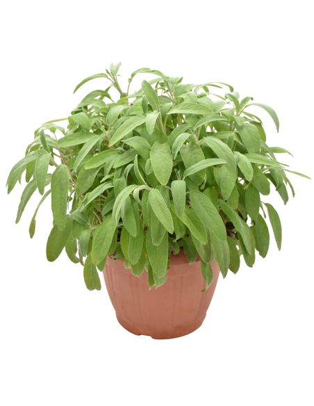 Salvia Officinalis: Pianta Aromatica in Vaso di Varie Taglie