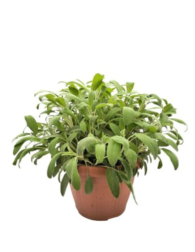 Salvia Officinalis: Pianta Aromatica in Vaso di Varie Taglie