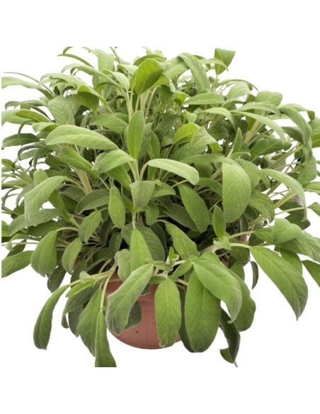 Salvia Officinalis: Pianta Aromatica in Vaso di Varie Taglie