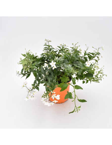 Solanum Jasminoides: Gelsomino di Notte in Vaso e Basket