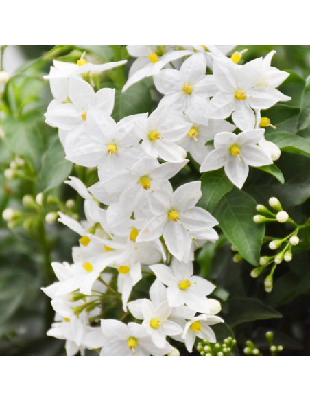 Solanum Jasminoides: Gelsomino di Notte in Vaso e Basket
