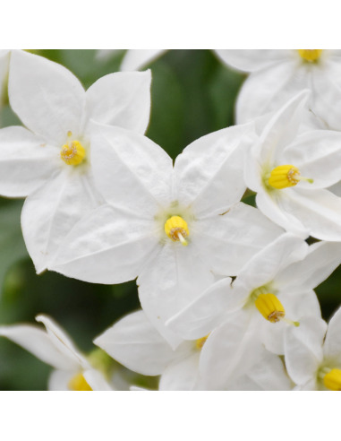 Solanum Jasminoides: Gelsomino di Notte in Vaso e Basket