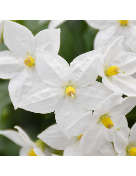 Solanum Jasminoides: Gelsomino di Notte in Vaso e Basket