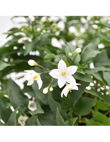 Solanum Jasminoides: Gelsomino di Notte in Vaso e Basket