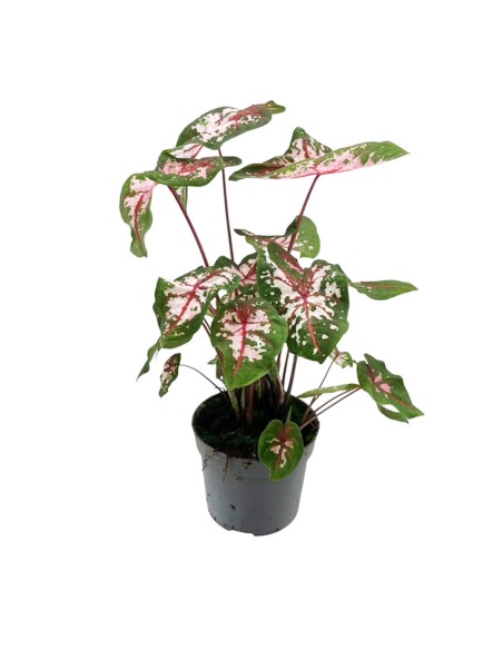 Caladium Carolyn Whorton: Foglie Rosa per Interni Unici