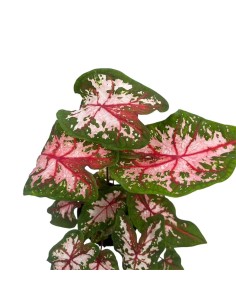 Caladium Carolyn Whorton: Foglie Rosa per Interni Unici 2