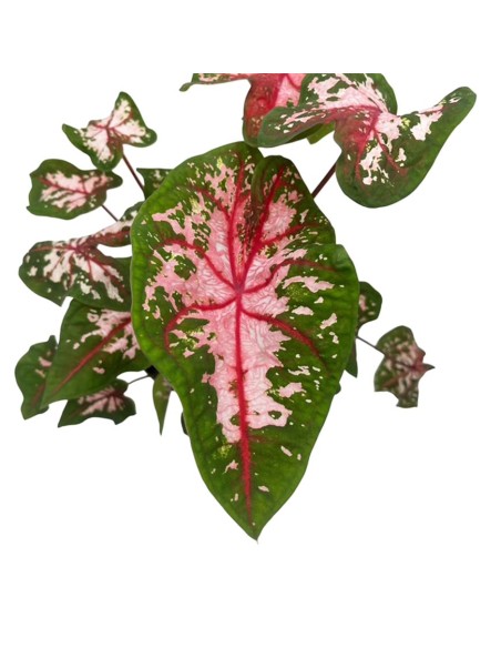 Caladium Carolyn Whorton: Foglie Rosa per Interni Unici