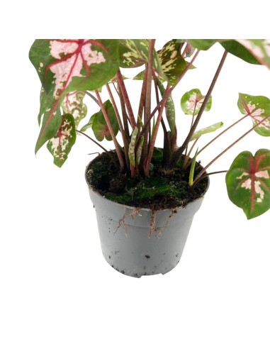 Caladium Carolyn Whorton: Foglie Rosa per Interni Unici