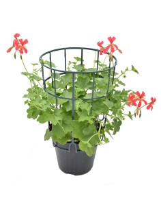 Geranio Parigino Mini Balcon: Guida alla Cascata di Fiori