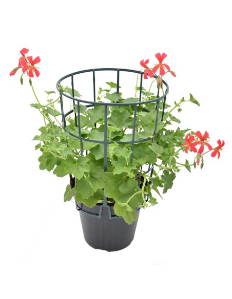 Geranio Parigino Mini Balcon: Guida alla Cascata di Fiori