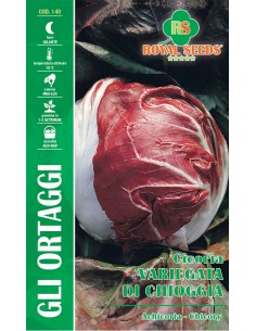 SEMI CICORIA VARIEGATA DI CHIOGGIA