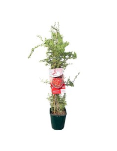 Goji Nano "Little Goji" bacche di benessere nel tuo giardino