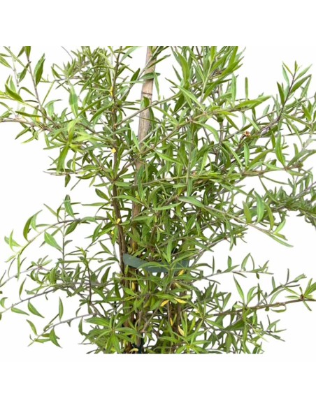 Goji Nano "Little Goji" bacche di benessere nel tuo giardino