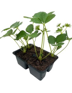 Fragola Annabelle Rifiorente: Pack 4 Piantine da Orto e Vaso 2