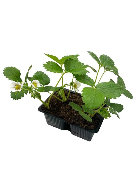 Fragola Charlotte Rifiorente: Pack 4 Piantine Gusto Gourmet