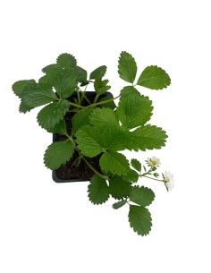 Fragola Charlotte Rifiorente: Pack 4 Piantine Gusto Gourmet 2