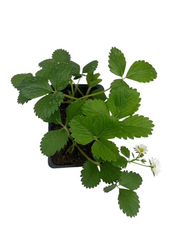 Fragola Charlotte Rifiorente: Pack 4 Piantine Gusto Gourmet