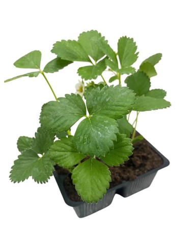 Fragola Charlotte Rifiorente: Pack 4 Piantine Gusto Gourmet