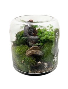 Terrarium in Vetro 20x20 cm: Giardino Zen con Piante Vere