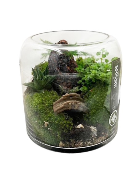 Terrarium in Vetro 20x20 cm: Giardino Zen con Piante Vere