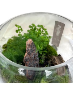 Terrarium in Vetro 20x20 cm: Giardino Zen con Piante Vere 2