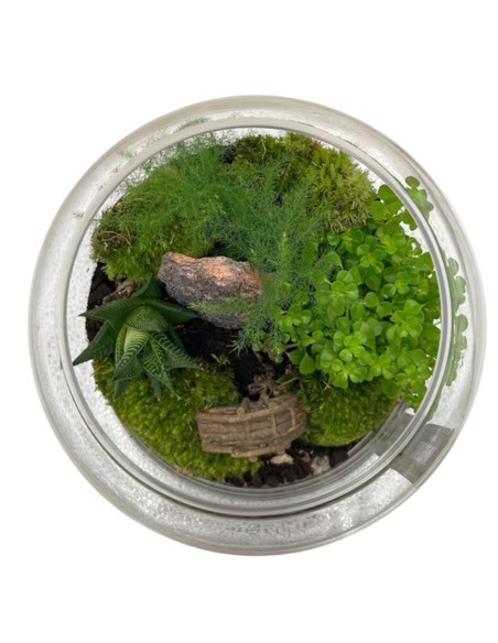 Terrarium in Vetro 20x20 cm: Giardino Zen con Piante Vere