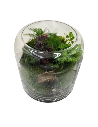 Terrarium in Vetro 20x20 cm: Giardino Zen con Piante Vere