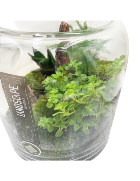 Terrarium in Vetro 20x20 cm: Giardino Zen con Piante Vere