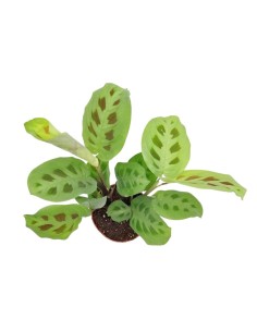 MARANTA LEUCONEURA 'KERCHOVEANA' Diam. vaso 12 cm 2