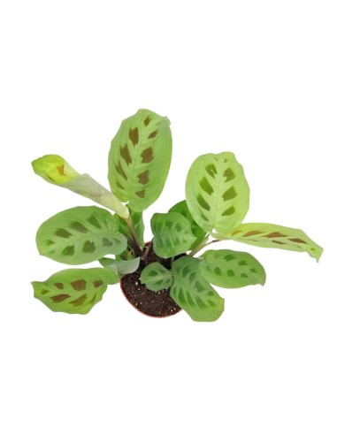 MARANTA LEUCONEURA 'KERCHOVEANA' Diam. vaso 12 cm